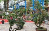 Ngắm hoa hồng bonsai trị giá cả trăm triệu đồng khoe sắc
